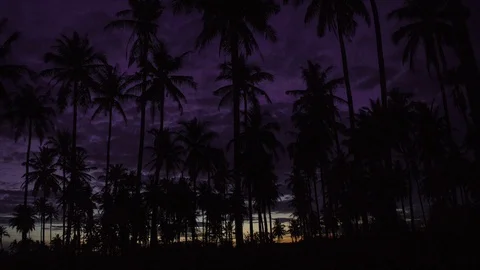 Time lapse Silhouette of Coconut trees while sunrise comes Stock Footage 113863029