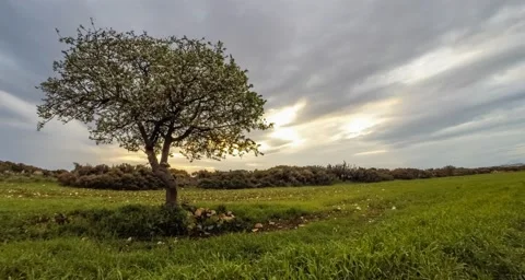 Time lapse of single blossoming apple tree at sunset Stock Footage 49176232