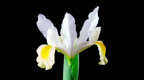 Time Lapse - Single Flower White Iris Blooming Stock Footage 47859822