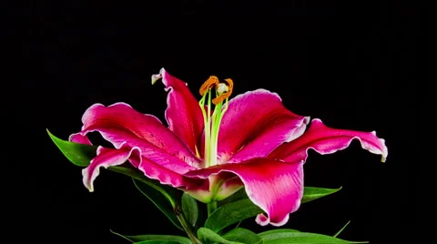 Time Lapse - Single Pink Oriental Lily Flower Blooming with Black Ground Stock Footage 64239245