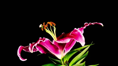 Time Lapse - Single Pink Oriental Lily Flower Blooming with Black Ground Stock Footage 64581788