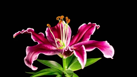 Time Lapse - Single Pink Oriental Lily Flower Blooming with Black Ground 库存影片 66862604