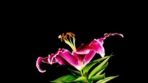 Time Lapse - Single Pink Oriental Lily Flower Blooming with Black Ground Video stock 73438439
