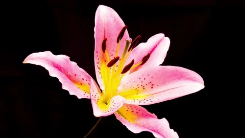 Time Lapse - Single Pink Oriental Lily Flower Blooming with Black Ground - 4K Stock Footage 82572246