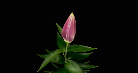 Time Lapse - Single Pink Oriental Lily Flower Blooming with Black Ground - 4K Stock Footage 116778902