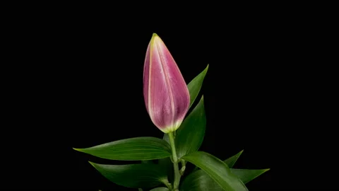 Time Lapse - Single Pink Oriental Lily Flower Blooming with Black Ground - 4K Stock Footage 120682671