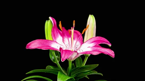 Time Lapse - Single Pink Oriental Lily Flower Blooming with Black Ground Stock Footage 155269014