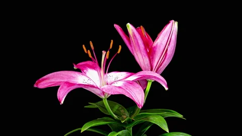 Time Lapse - Single Pink Oriental Lily Flower Blooming with Black Ground Video stock 156667221
