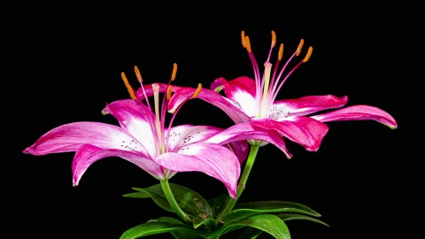 Time Lapse - Single Pink Oriental Lily Flower Blooming with Black Ground Stock Footage 157033000
