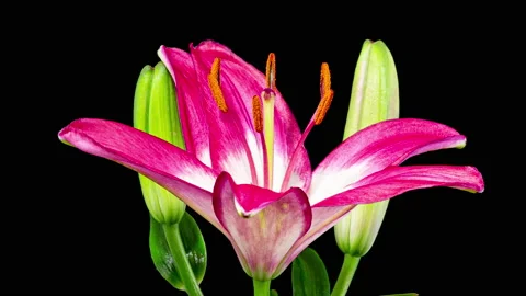 Time Lapse - Single Pink Oriental Lily Flower Blooming with Black Ground 動画素材 161120035