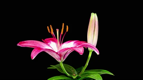 Time Lapse - Single Pink Oriental Lily Flower Blooming with Black Ground Stock Footage 161123896