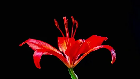 Time Lapse - Single Red Lily Flower Blooming with Black Ground Stock Footage 234835883