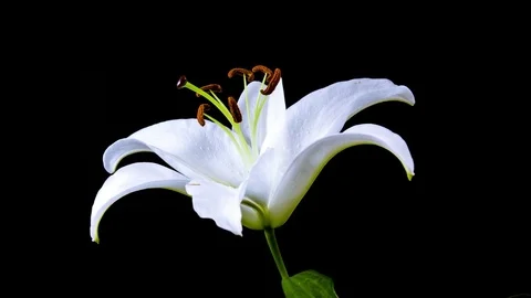 Time Lapse - Single White Lily Flower Blooming - 4K Stock Footage 80450873
