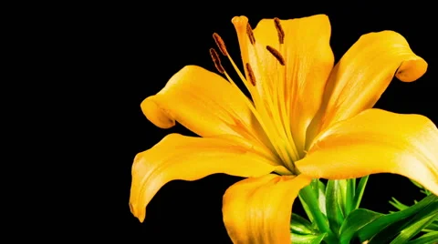 Time Lapse - Single Yellow Lily Flower Blooming Stock Footage 56824763