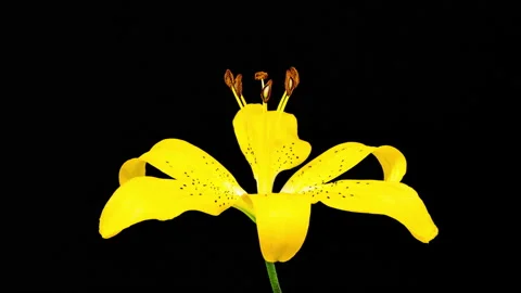 Time Lapse - Single Yellow Lily Flower Blooming with Black Ground Stock Footage 157033052