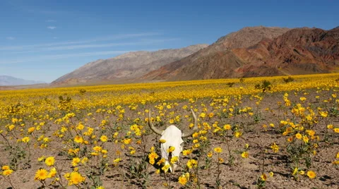 Time Lapse of Skull & Desert Flower Super Bloom in Death Valley Stock Footage