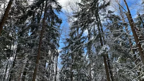 Time lapse sky among tree crowns in a winter forest Video stock 264961886