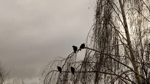Time lapse sky and clouds passing by a leafless tree Stock Footage 97774672