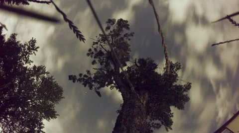 Time-lapse Of Sky From Below A Tree Stock Footage 53490467