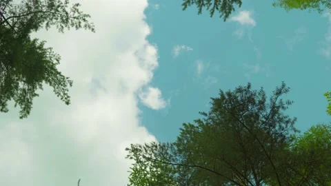 Time lapse sky clouds swaying trees bottom view Stockbeeldmateriaal 151822806