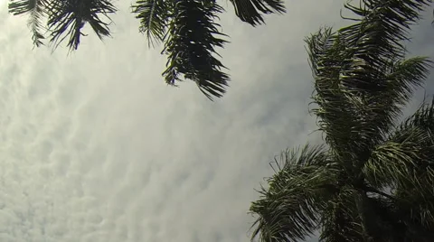 Time lapse sky with coconut trees.  Vídeo Stock 41554400