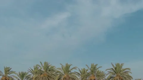 Time lapse sky with palm tree in Oman Stock Footage 140459539