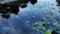 Time Lapse Sky reflections on lotus pond 30x Loop glow HD Footage