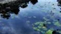 Time Lapse Sky reflections on lotus pond 30x Loop glow Footage