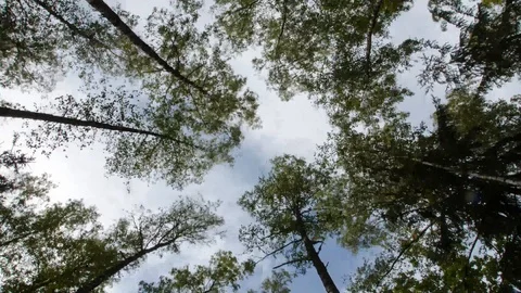 Time Lapse sky trees. Among the treetops clouds are flying. Old forest. Video stock 116592716