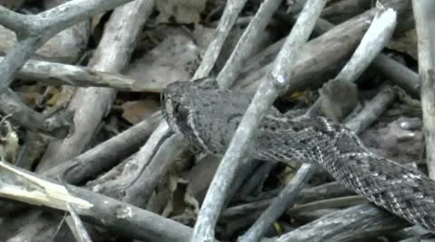 Time Lapse Slithering Rattlesnake Stock Footage 12440093