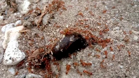 Time lapse of a slug's struggle through a group of ants Video stock 289519074