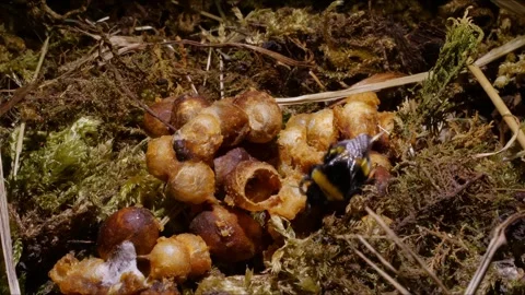 Time-Lapse of Small Bumblebee Nest with Brood Larvae – 4K Footage Stock-Footage 320671772
