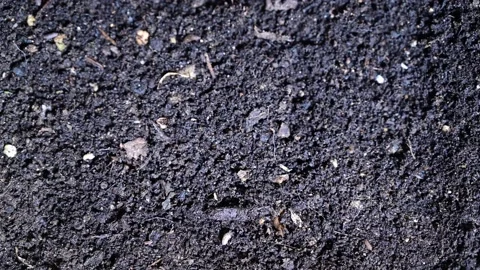 Time-lapse of small insects bugs moving on ground soil during night Stock Footage 140544054