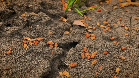 Time lapse smooth zooming of an anthill on a sunny summer day Видео 109420529