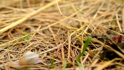 Time lapse of snail coming out of shell and crawling away Stock Footage 79251195