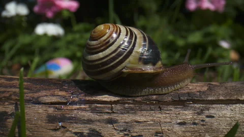 Time lapse of a snail crawling along a log. Stock Footage 132002758