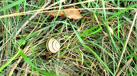 Time lapse of snail crawling on grass Stock Footage 68749443