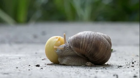 Time lapse Snail is eating plum Stock Footage 76486846