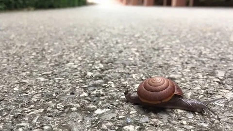 Time lapse of Snail on the floor Stock Footage 77590817