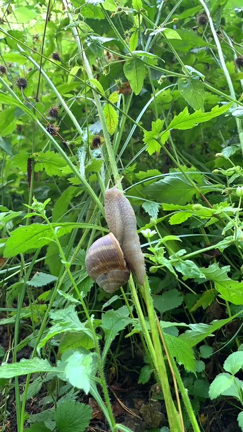 A time lapse of a snail Stock Footage 245019511