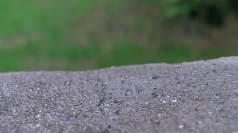 Time-lapse of a Snail Moving Along the Cement Stock Footage 11274101
