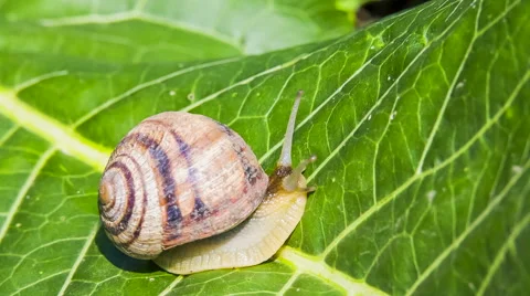 Time lapse: Snail Moving On a Green Leaf Stock-Footage 41579230