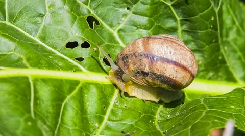 Time lapse: Snail Moving On Green Foliage Stock-Footage 41585326