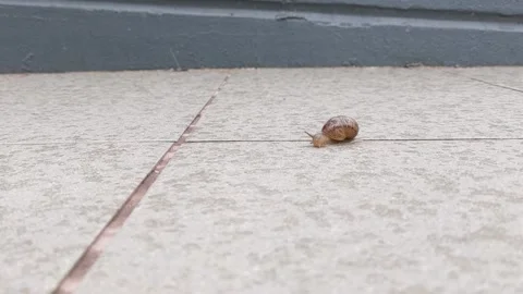 Time Lapse of Snail In Rain. Stock Footage 164006285