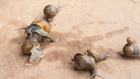 Time lapse of snails Stock Footage 94443787