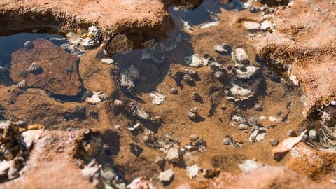 Time Lapse of Snails Moving in Water 库存影片 72436651