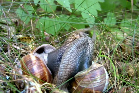 Time lapse: Snails NTSC HD PAL Video stock 302485