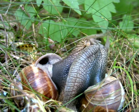 Time lapse: Snails PAL NTSC HD Video stock 302487
