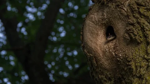 Time Lapse Snake in Tree Hollow Stock Footage 89179885