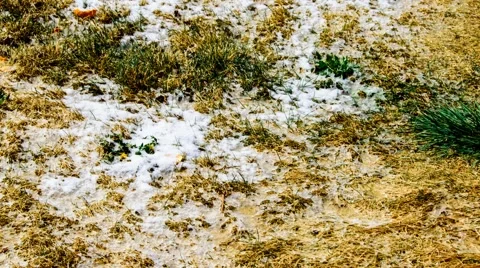 Time Lapse Snow Melting Stock Footage 49172210